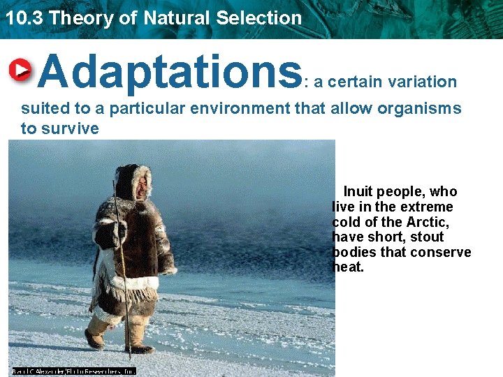 10. 3 Theory of Natural Selection Adaptations : a certain variation suited to a