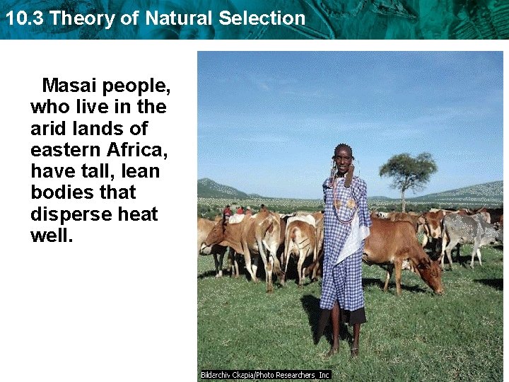 10. 3 Theory of Natural Selection Masai people, who live in the arid lands
