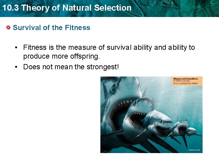 10. 3 Theory of Natural Selection Survival of the Fitness • Fitness is the