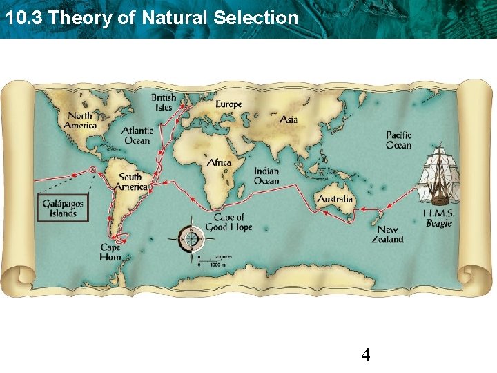 10. 3 Theory of Natural Selection 4 