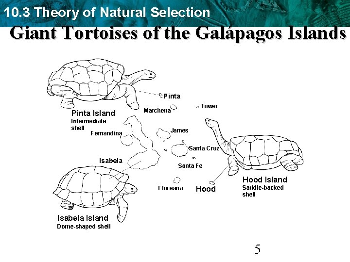 10. 3 Theory of Natural Selection Giant Tortoises of the Galápagos Islands Pinta Island