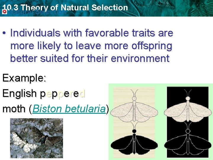 10. 3 Theory of Natural Selection • Individuals with favorable traits are more likely