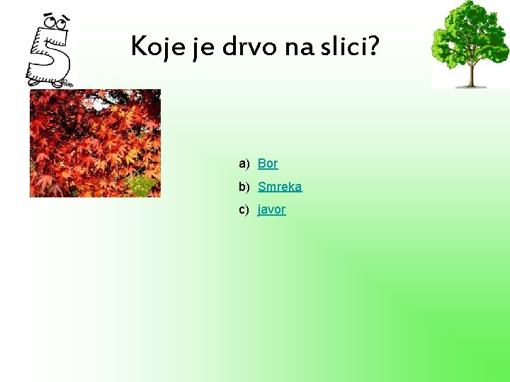 Koje je drvo na slici? a) Bor b) Smreka c) javor 