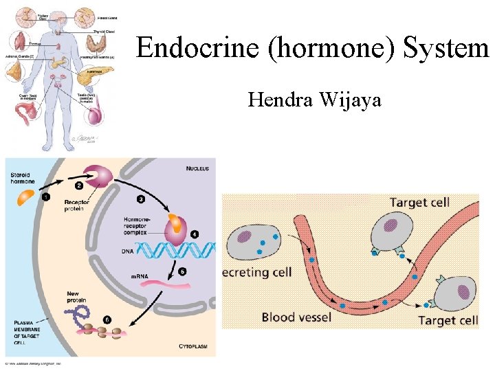 Endocrine (hormone) System Hendra Wijaya 