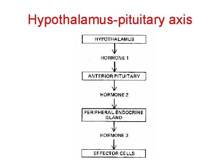 Hypothalamus-pituitary axis 