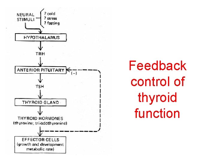 Feedback control of thyroid function 