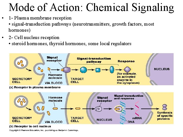 Mode of Action: Chemical Signaling • 1 - Plasma membrane reception • signal-transduction pathways