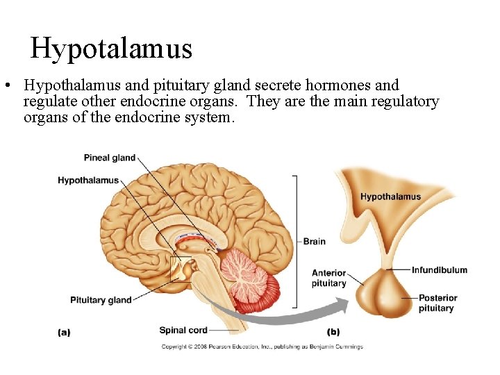 Hypotalamus • Hypothalamus and pituitary gland secrete hormones and regulate other endocrine organs. They