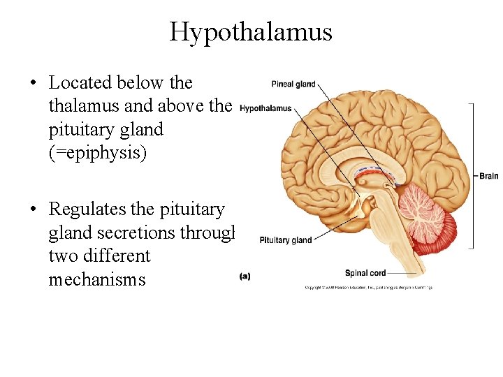 Hypothalamus • Located below the thalamus and above the pituitary gland (=epiphysis) • Regulates