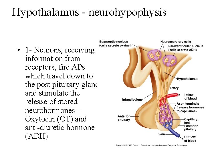 Hypothalamus - neurohypophysis • 1 - Neurons, receiving information from receptors, fire APs which