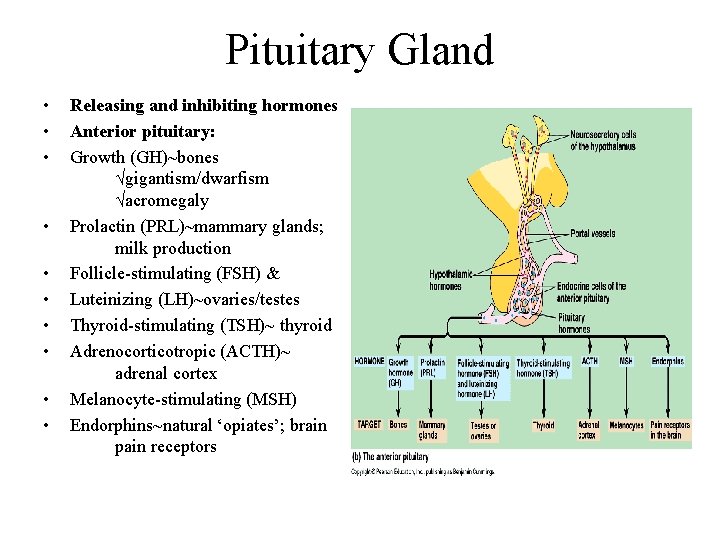 Pituitary Gland • • • Releasing and inhibiting hormones Anterior pituitary: Growth (GH)~bones √gigantism/dwarfism