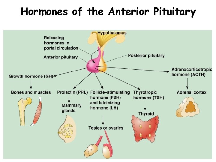 Hormones of the Anterior Pituitary 