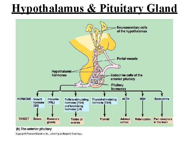 Hypothalamus & Pituitary Gland 