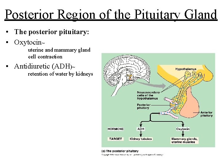 Posterior Region of the Pituitary Gland • The posterior pituitary: • Oxytocin~ uterine and