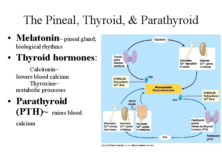 The Pineal, Thyroid, & Parathyroid • Melatonin~ pineal gland; biological rhythms • Thyroid hormones: