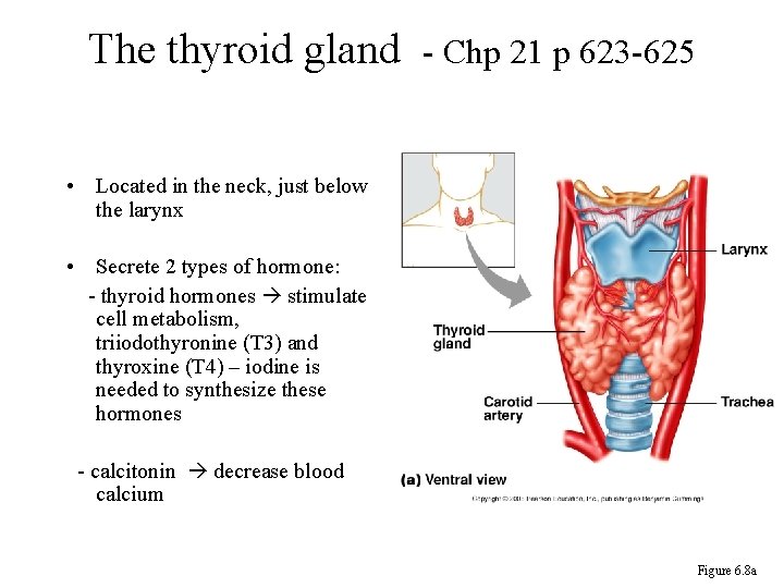 The thyroid gland - Chp 21 p 623 -625 • Located in the neck,