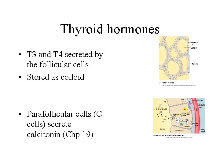 Thyroid hormones • T 3 and T 4 secreted by the follicular cells •