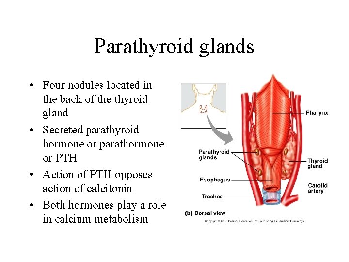 Parathyroid glands • Four nodules located in the back of the thyroid gland •