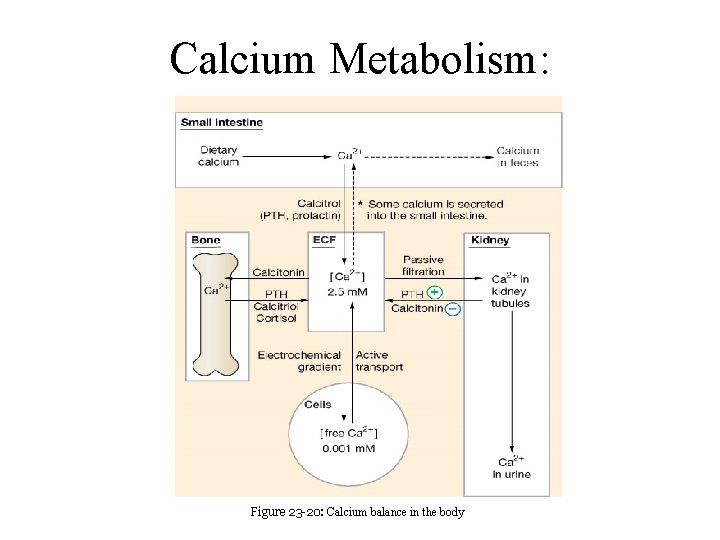 Calcium Metabolism: Figure 23 -20: Calcium balance in the body 