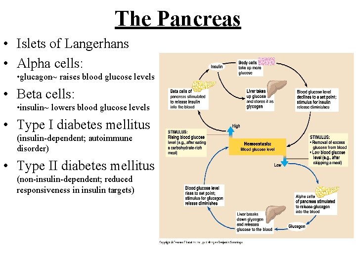 The Pancreas • Islets of Langerhans • Alpha cells: • glucagon~ raises blood glucose