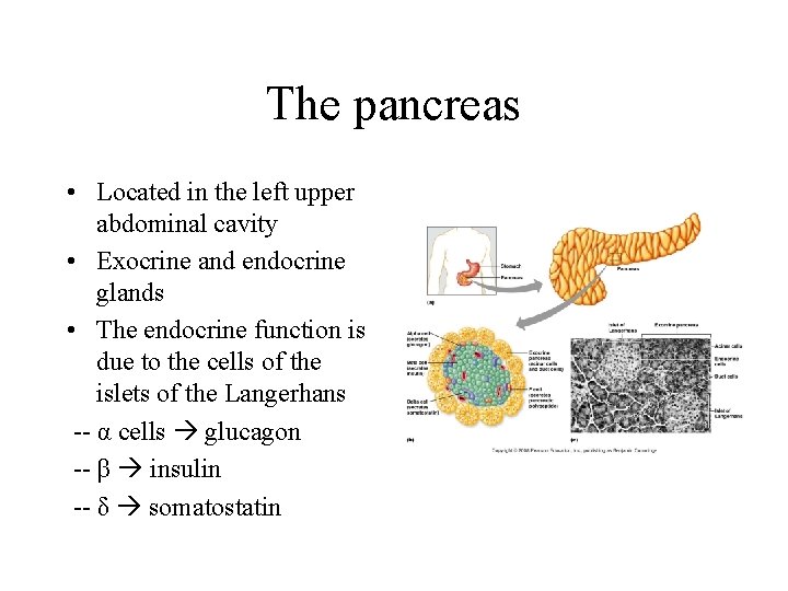 The pancreas • Located in the left upper abdominal cavity • Exocrine and endocrine