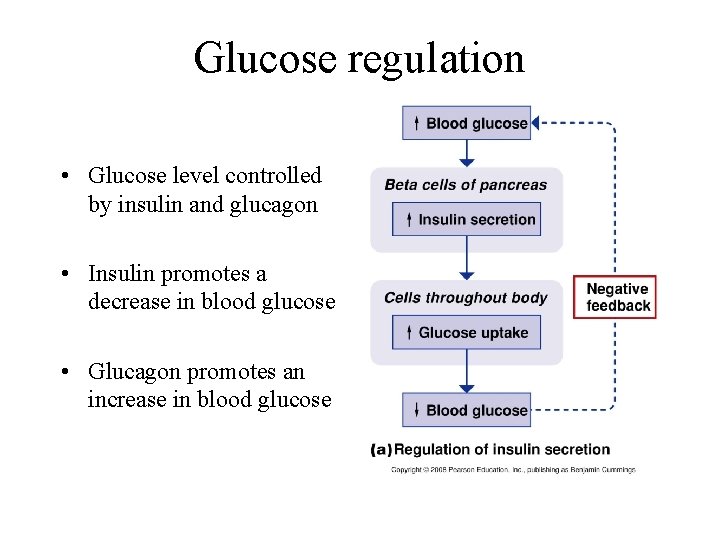 Glucose regulation • Glucose level controlled by insulin and glucagon • Insulin promotes a