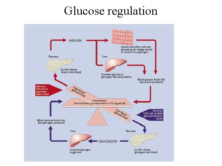 Glucose regulation 