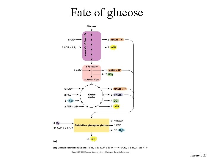 Fate of glucose Figure 3. 21 