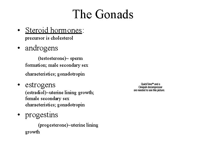 The Gonads • Steroid hormones: precursor is cholesterol • androgens (testosterone)~ sperm formation; male