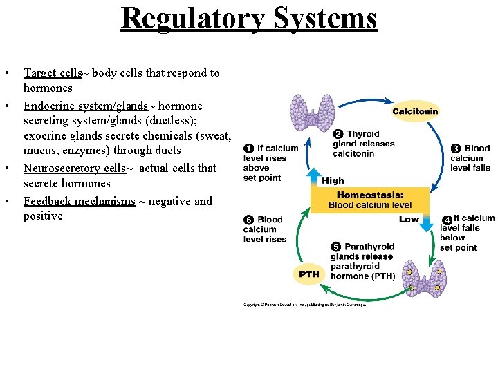 Regulatory Systems • • Target cells~ body cells that respond to hormones Endocrine system/glands~