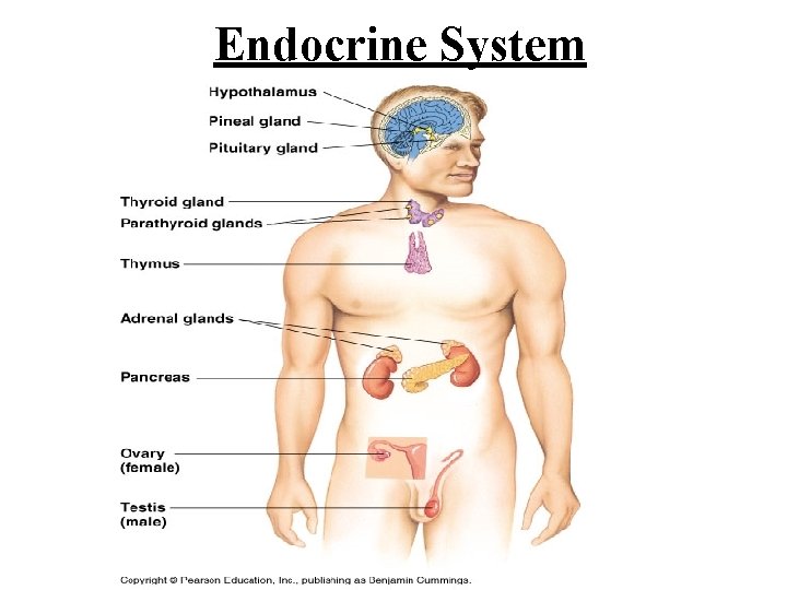 Endocrine System 