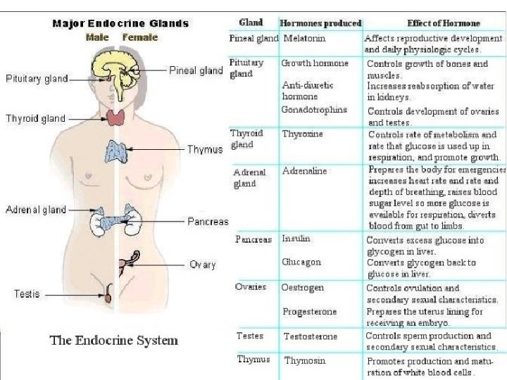 Major Endocrine Glands 1. Pineal Gland 2. Hypothalamus 3. Pituitary Gland 1. Anterior 2.