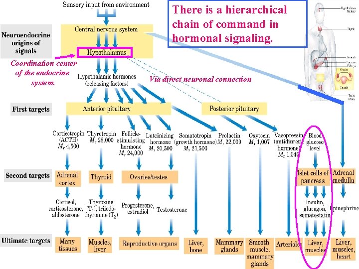 There is a hierarchical chain of command in hormonal signaling. Coordination center of the