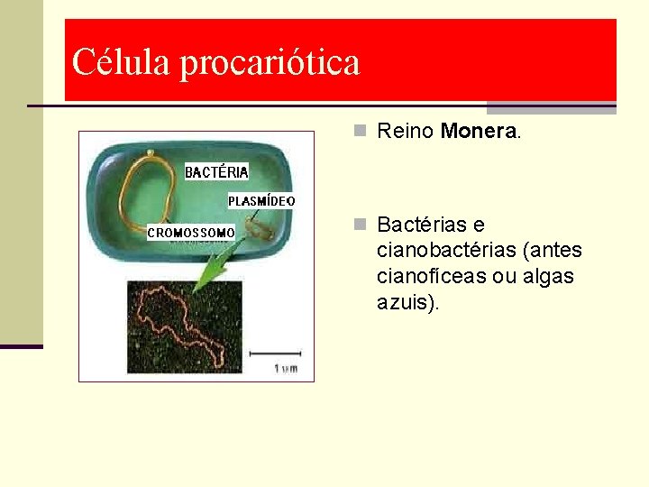 Célula procariótica n Reino Monera. n Bactérias e cianobactérias (antes cianofíceas ou algas azuis).