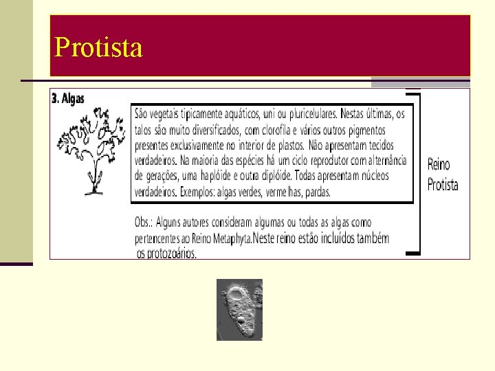 Protista 