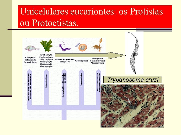 Unicelulares eucariontes: os Protistas ou Protoctistas. Trypanosoma cruzi 