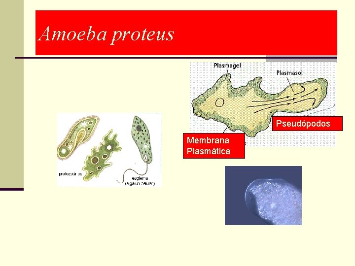 Amoeba proteus Pseudópodos Membrana Plasmática 