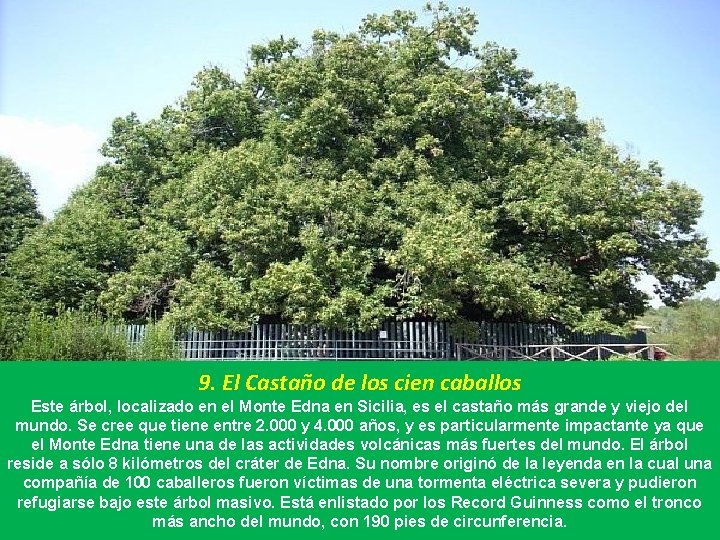 9. El Castaño de los cien caballos Este árbol, localizado en el Monte Edna