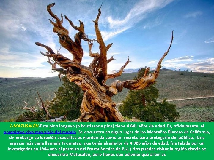 1 -MATUSALÉN-Este pino longevo (o bristlecone pine) tiene 4. 841 años de edad. Es,