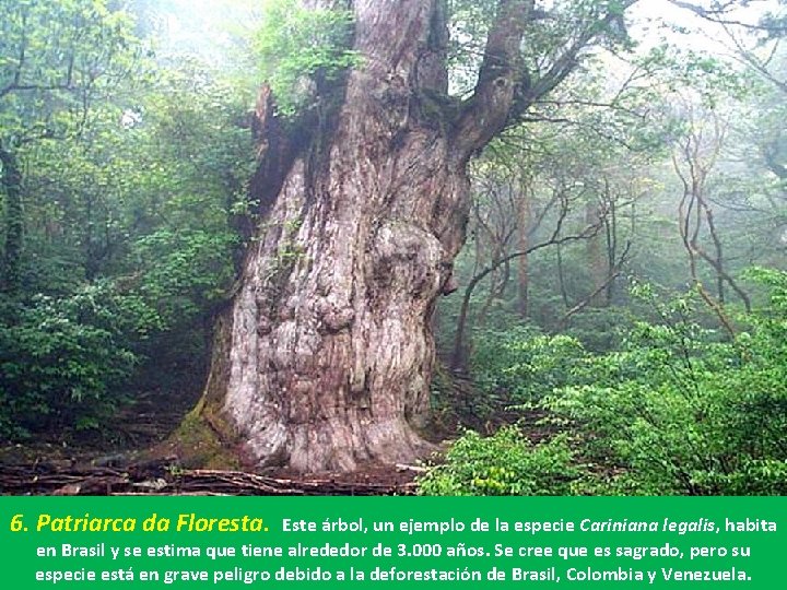 6. Patriarca da Floresta. Este árbol, un ejemplo de la especie Cariniana legalis, habita