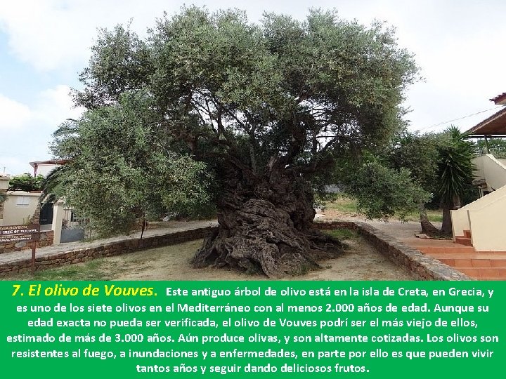 7. El olivo de Vouves. Este antiguo árbol de olivo está en la isla