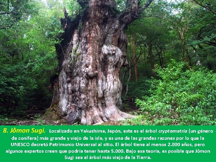 8. Jōmon Sugi. Localizado en Yakushima, Japón, este es el árbol cryptometria (un género