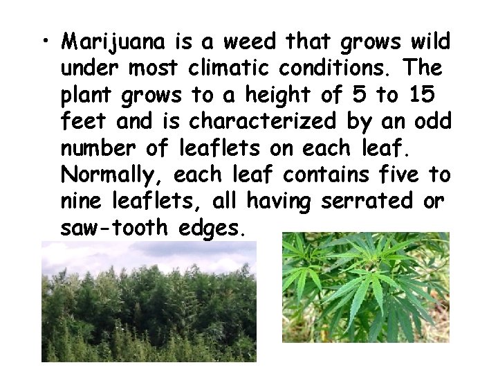  • Marijuana is a weed that grows wild under most climatic conditions. The