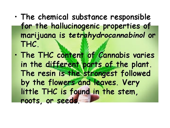  • The chemical substance responsible for the hallucinogenic properties of marijuana is tetrahydrocannabinol