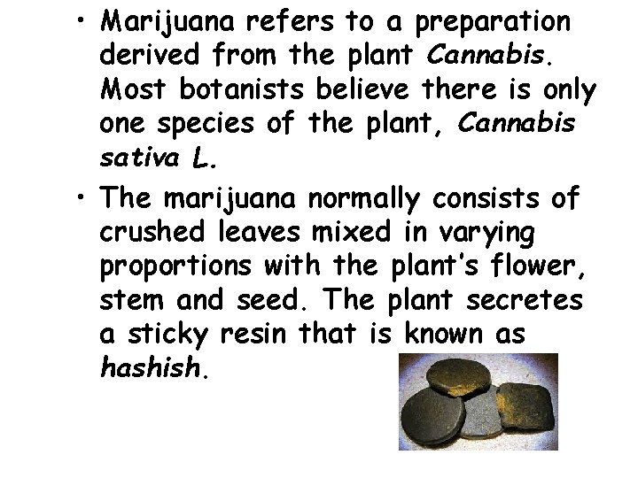  • Marijuana refers to a preparation derived from the plant Cannabis. Most botanists