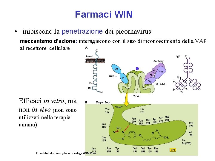 Farmaci WIN • inibiscono la penetrazione dei picornavirus meccanismo d’azione: interagiscono con il sito