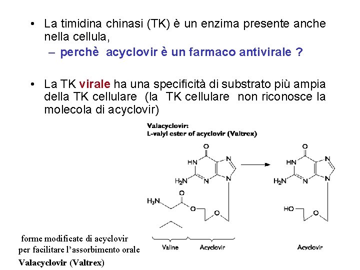  • La timidina chinasi (TK) è un enzima presente anche nella cellula, –