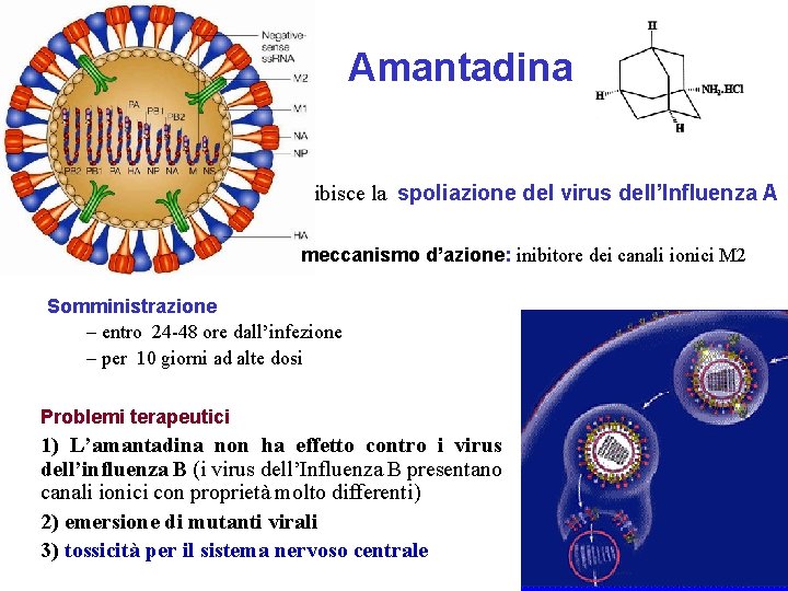 Amantadina Inibisce la spoliazione del virus dell’Influenza A meccanismo d’azione: inibitore dei canali ionici