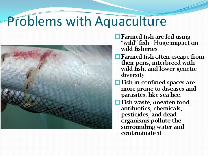 Problems with Aquaculture �Farmed fish are fed using “wild” fish. Huge impact on wild