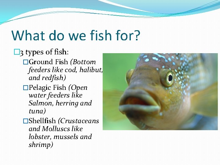 What do we fish for? � 3 types of fish: �Ground Fish (Bottom feeders